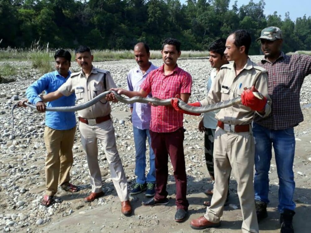worlds most poisonous king cobra found in house