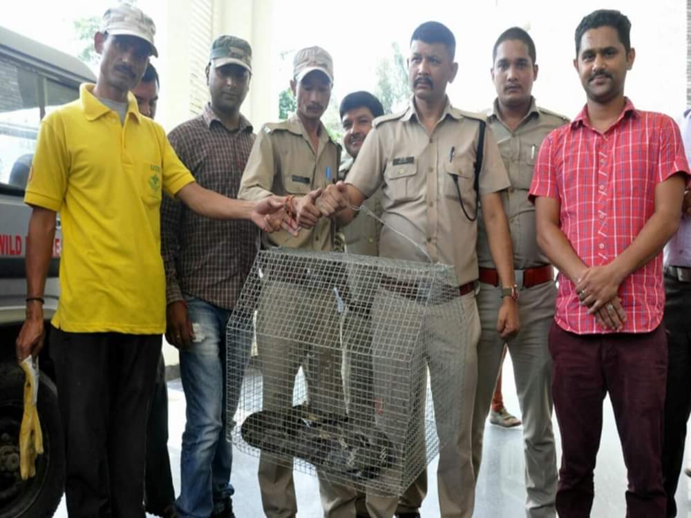 Giant cobra found in vegetable shop in dehradun