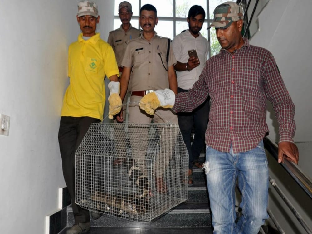 worlds most poisonous king cobra found in house