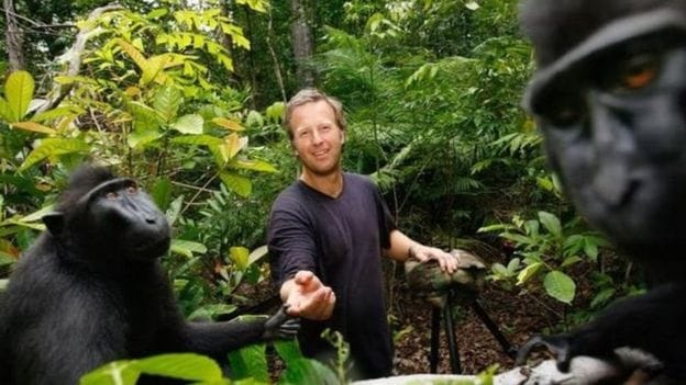 monkey selfie case ends with settlement