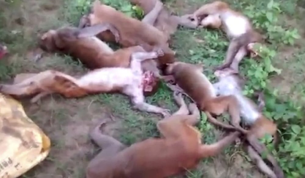 12 Monkeys got heart attack together and found dead at Kotwali Mohammadi in Uttar Pradesh