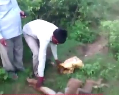 12 Monkeys got heart attack together and found dead at Kotwali Mohammadi in Uttar Pradesh