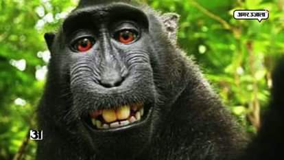 This Monkey Just Won the Moral Victory in the World’s Most Controversial Animal Selfie Case