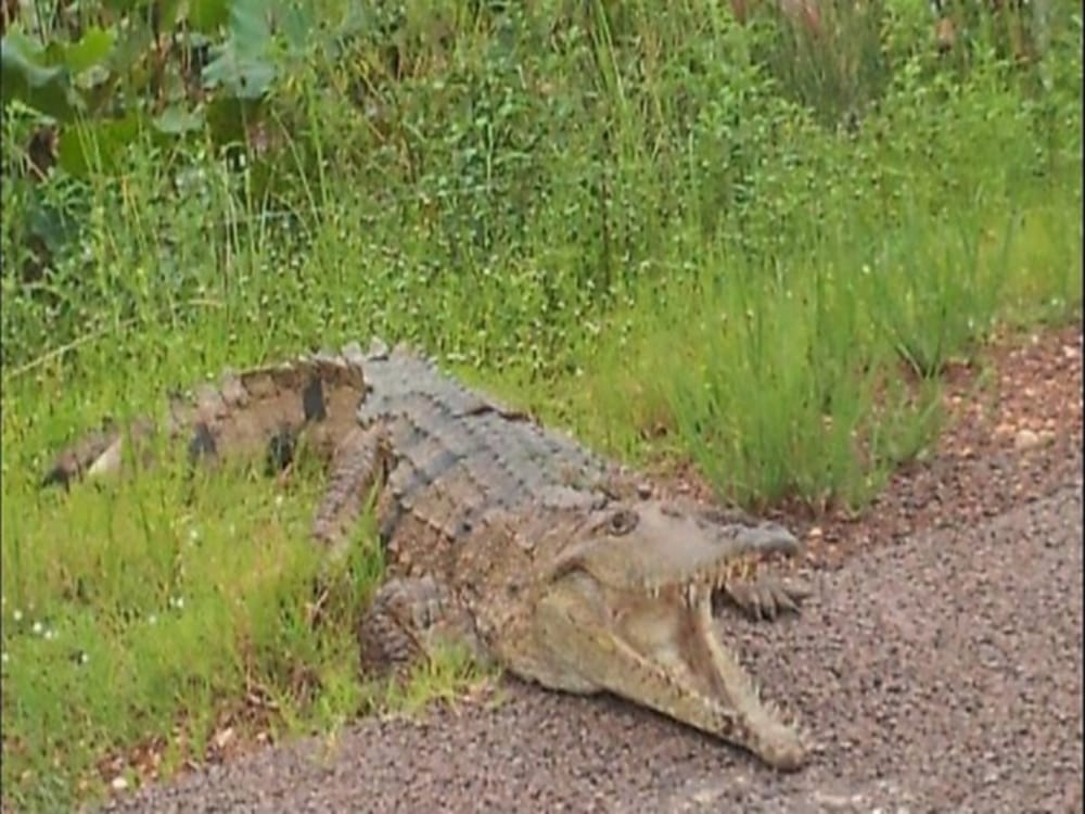 crocodile found in haridwar colony 