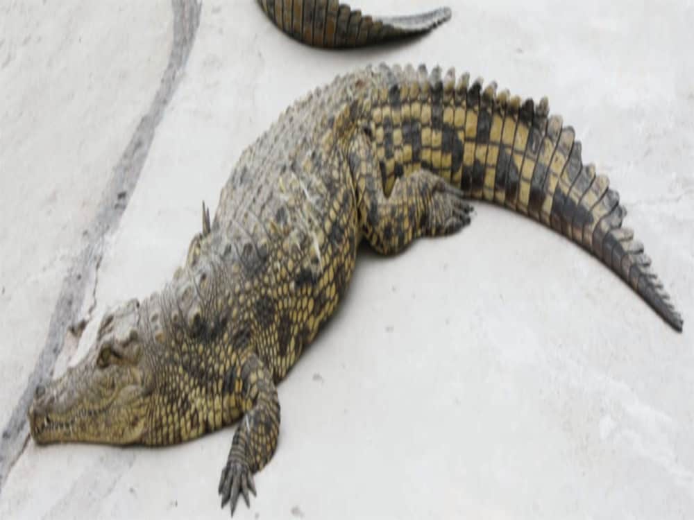 Crocodile spend night with youth in house
