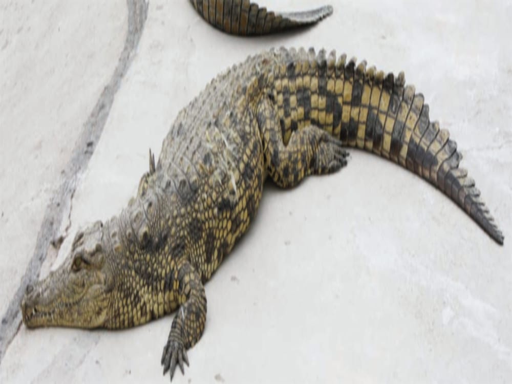 Crocodile spend night with youth in house
