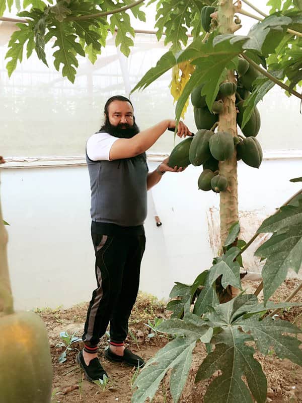 petition filed for dera sacha sauda chief ram rahim