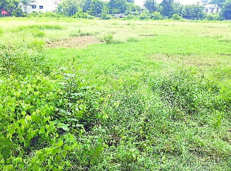 Take 20 lakhs every year, can not cut the grass of the field