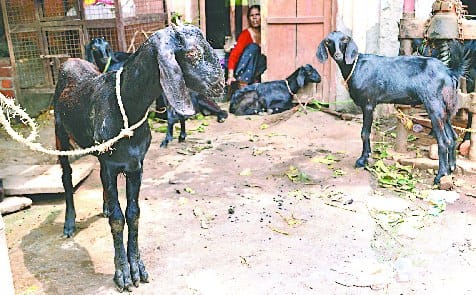 One month extension of 48 lakh birds and 66 hundred goats