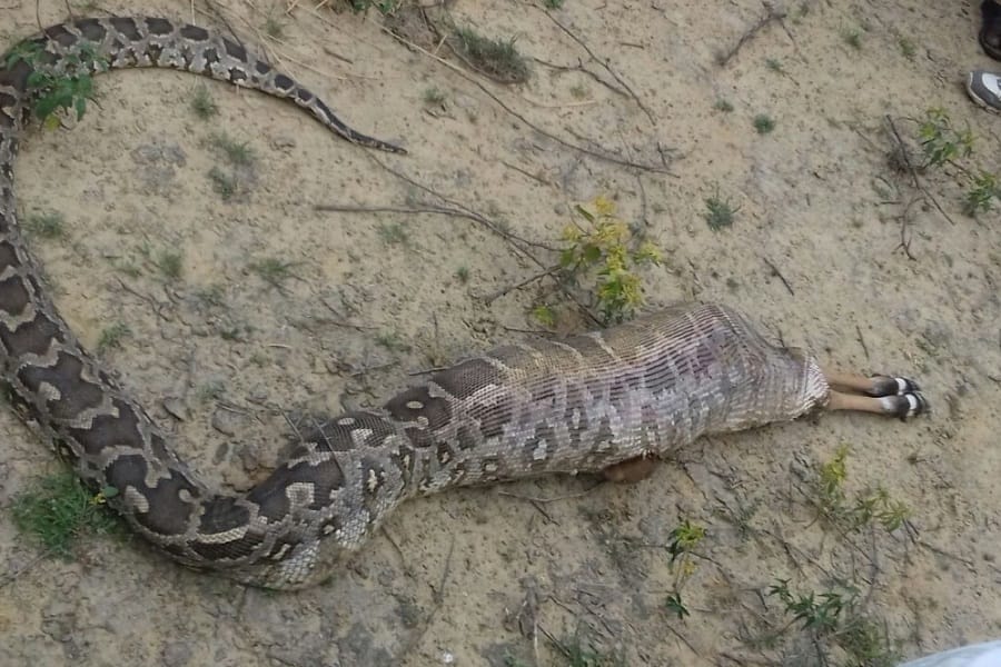 anaconda eats animal