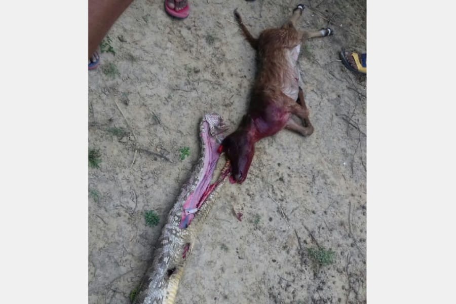 anaconda eats animal