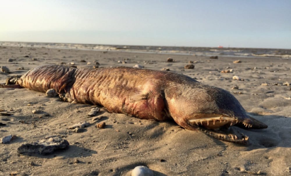 Mysterious creature found on sea beach at Texas in the USA