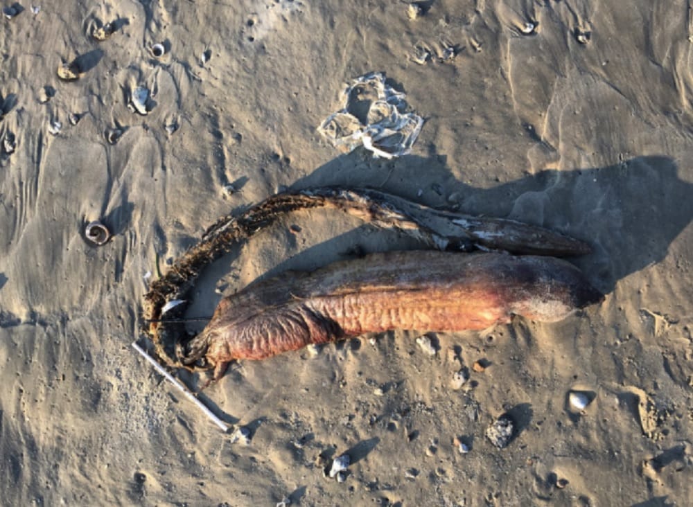 Mysterious creature found on sea beach at Texas in the USA