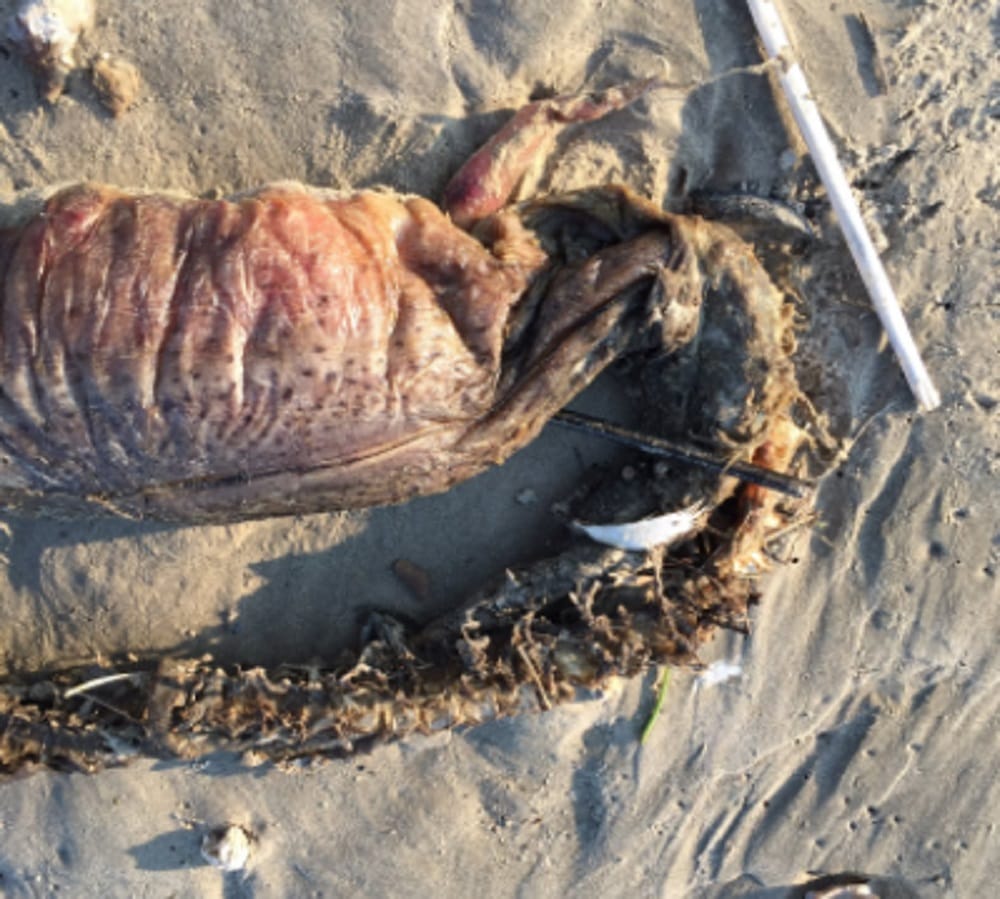 Mysterious creature found on sea beach at Texas in the USA