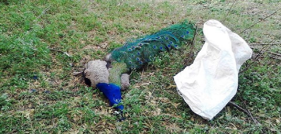 a man jailed after hunted a peacock and cooked it