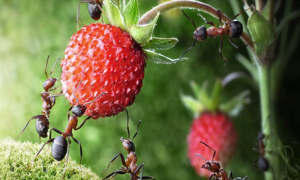 give these things to the ants for remove negative powers