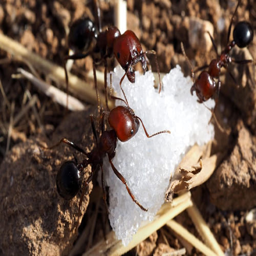 give these things to the ants for remove negative powers