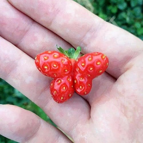 vegetables that look like totally different