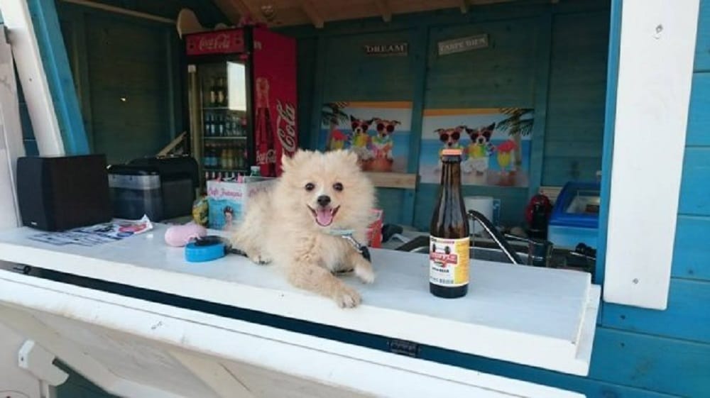 This Dog bar serves beer ice cream and pizzas to your pet