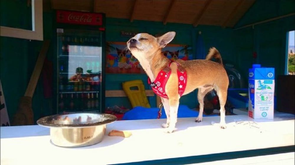This Dog bar serves beer ice cream and pizzas to your pet