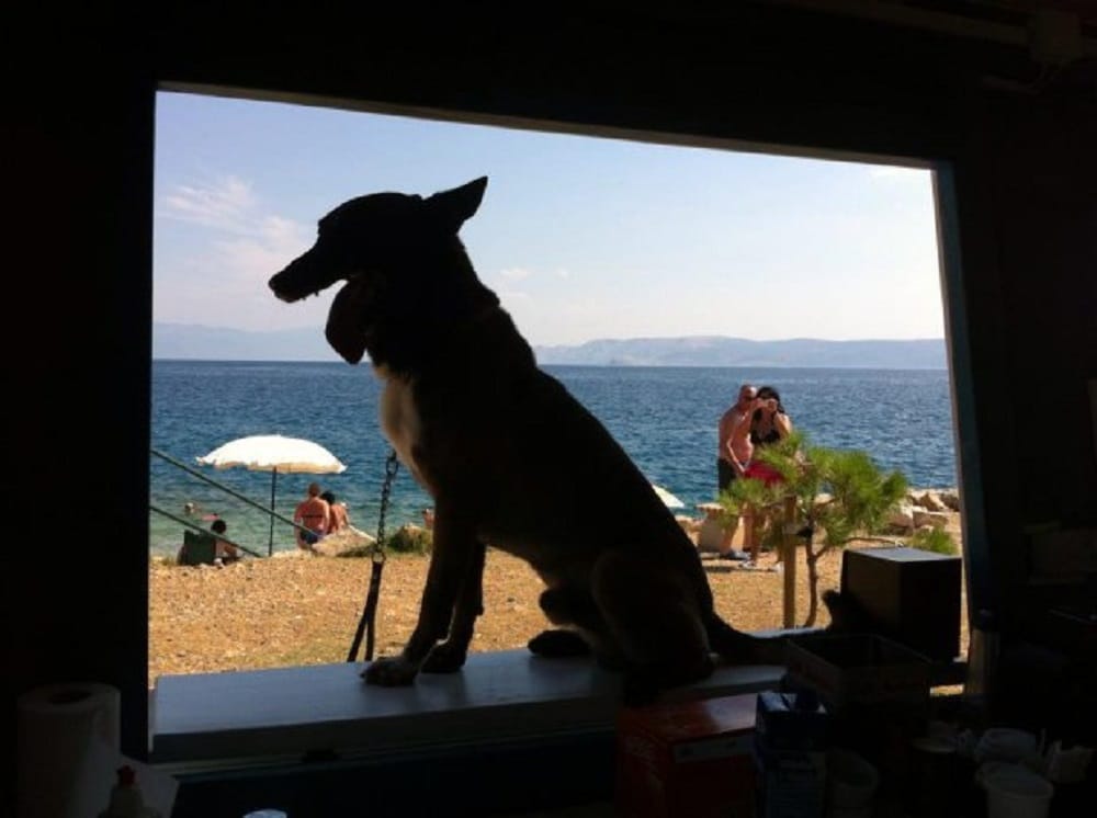 This Dog bar serves beer ice cream and pizzas to your pet