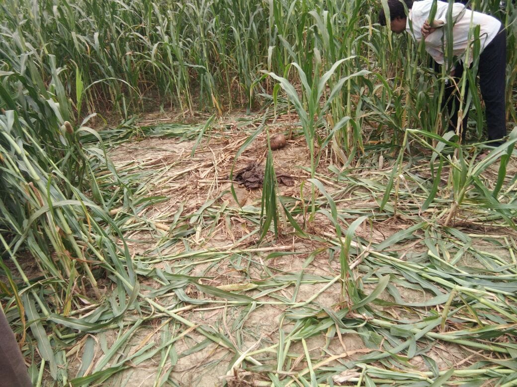 human skeleton of missing jwelar found in agra 