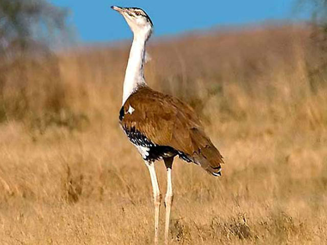 The Great Indian Bustard increase