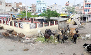 clean lalitpur cty