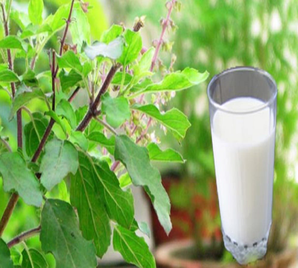 having basil milk on a daily basis will give you  these amazing health benefits 