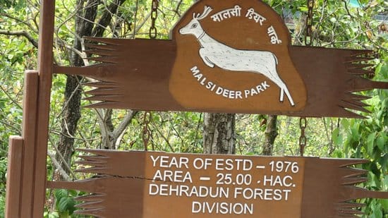 grass will grow in wind at dehradun zoo
