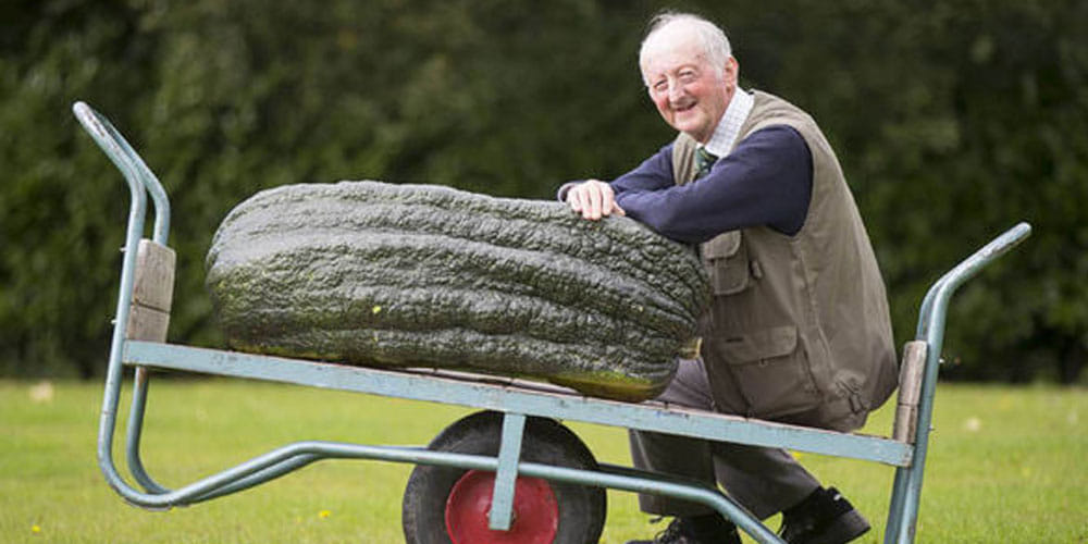giant vegetables show proud gardners exibits heavy vegetables
