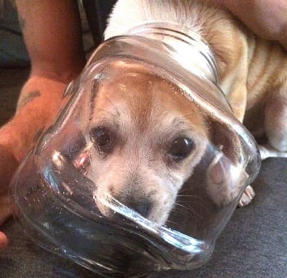 Know How To Relieve Puppy Stuck Head In Glass Jar