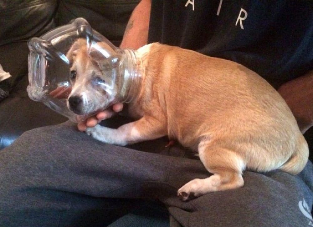 Know How To Relieve Puppy Stuck Head In Glass Jar