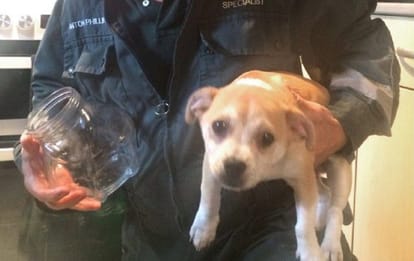 Know How To Relieve Puppy Stuck Head In Glass Jar