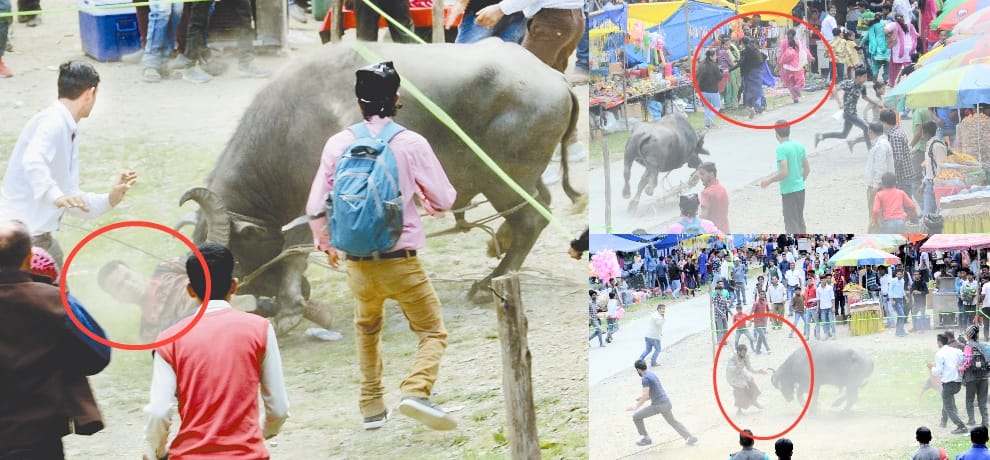 himachal high court takes cognisance over buffalo fight