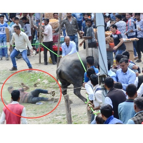 buffalo fight in shimla sayar fair at mashobra