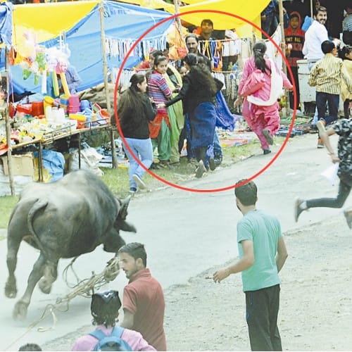 buffalo fight in shimla sayar fair at mashobra