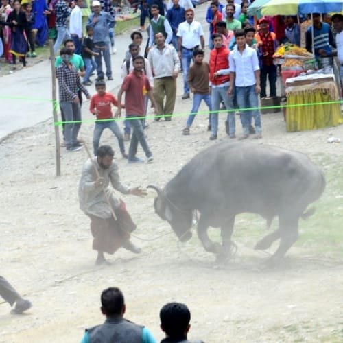 buffalo fight in shimla sayar fair at mashobra