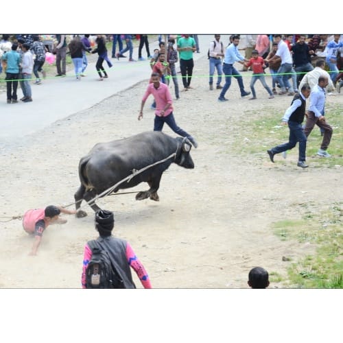buffalo fight in shimla sayar fair at mashobra