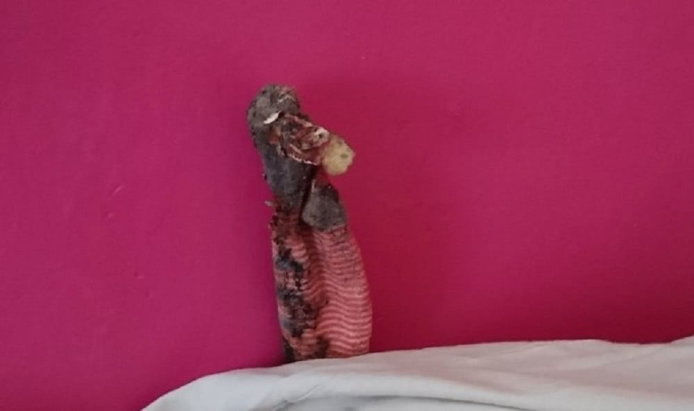What Family Thought Was Dead Gecko Turned Out To Be Dirty Sock