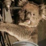Koala Beer