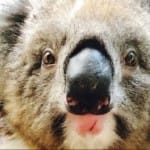Koala Beer