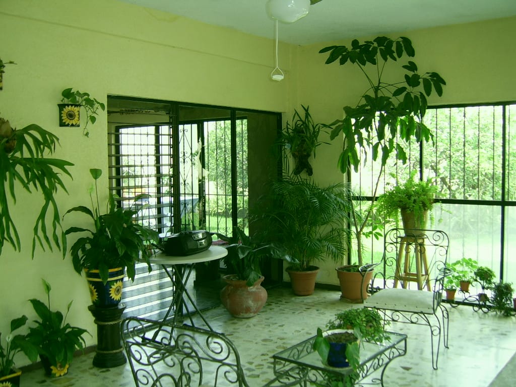  according to vastu keep these plant at your home 