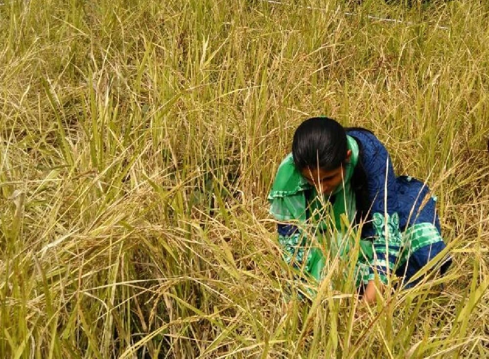 IAS officer sonia did work farmar 