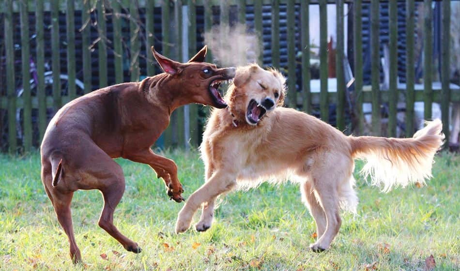 must read this news if you have dog as a  pet