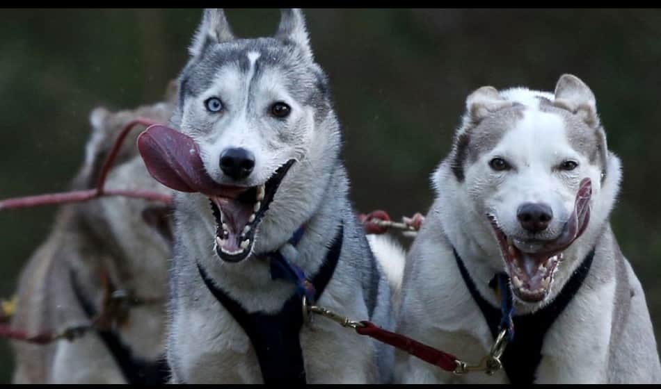must read this news if you have dog as a  pet