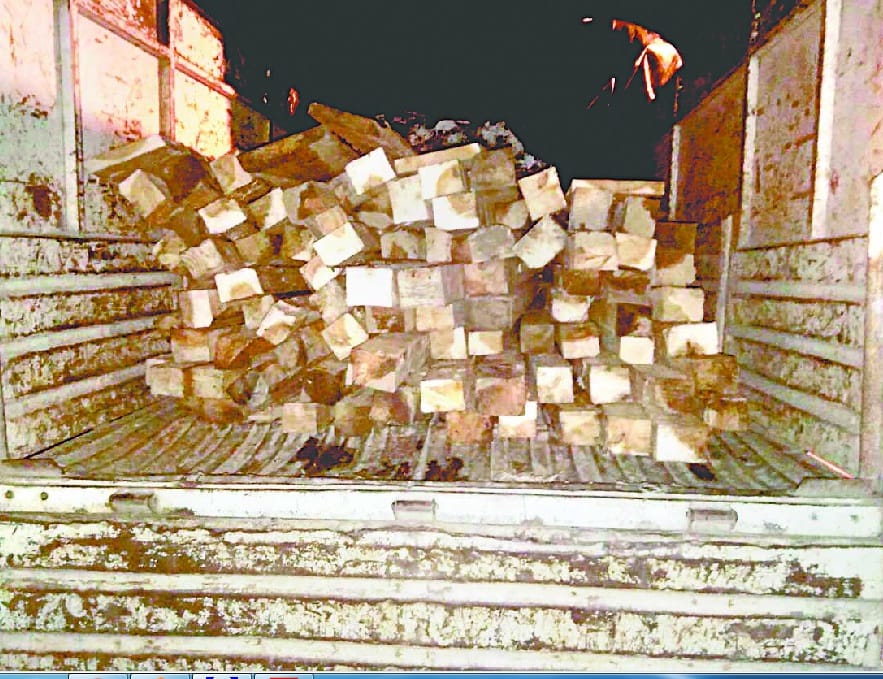 Illegally caught cedar wood carrying vehicle