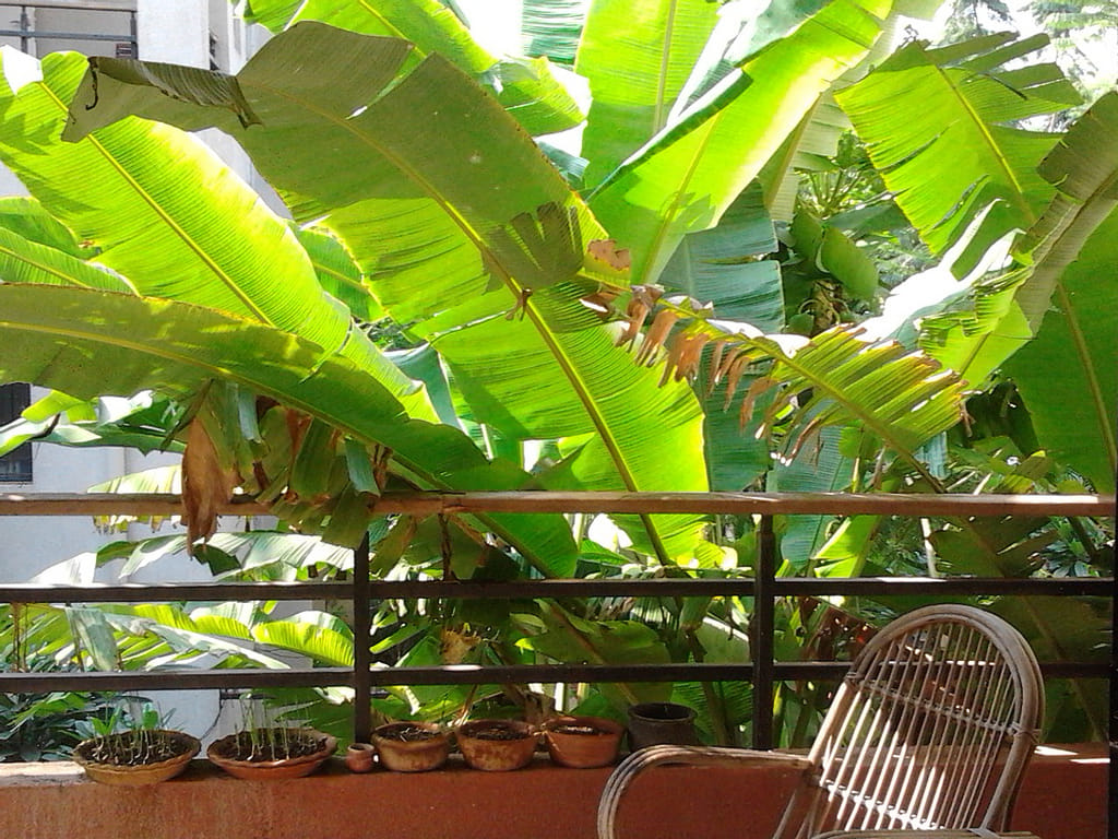 according to vastu keep these plant at your home 