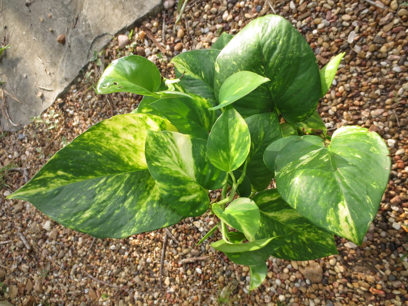 according to vastu keep these plant at your home 