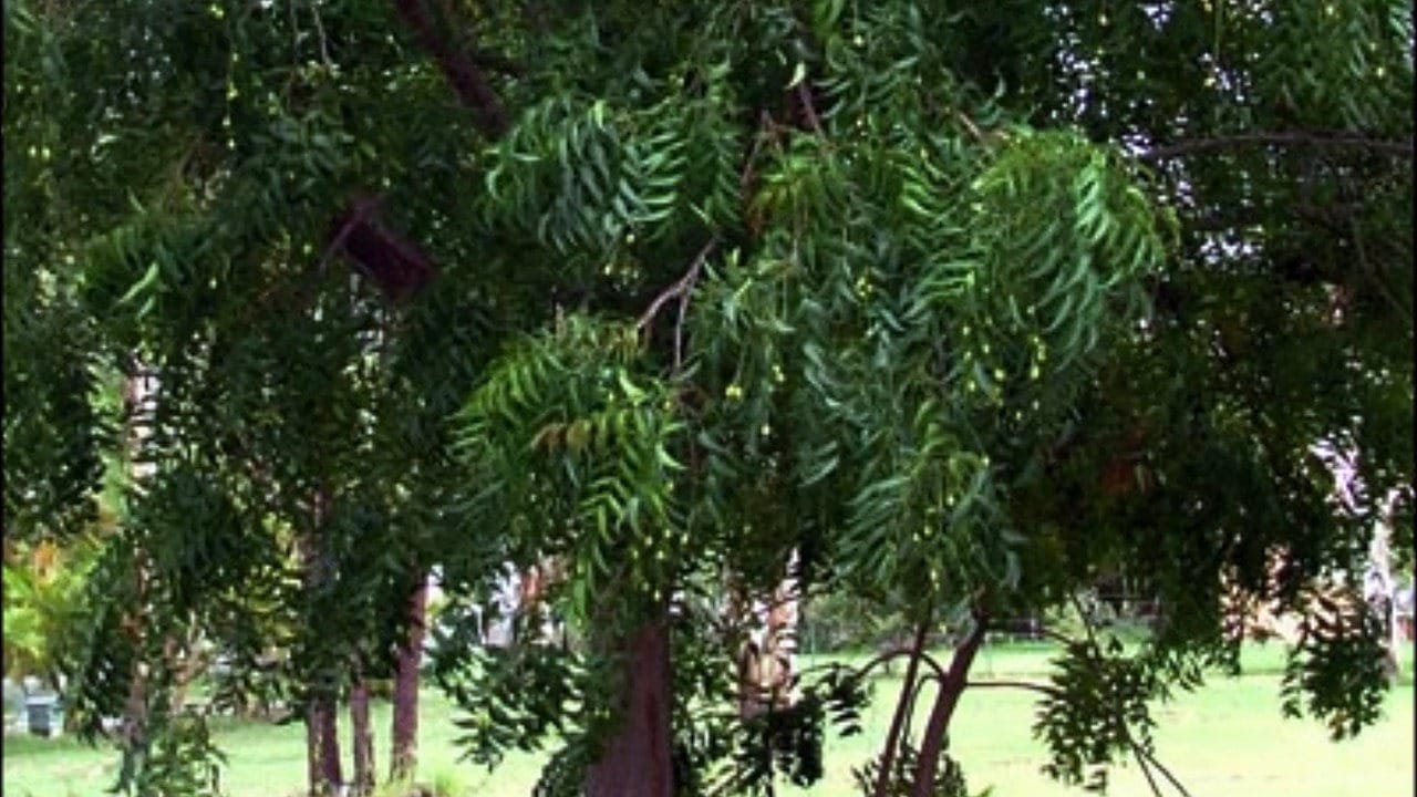  according to vastu keep these plant at your home 
